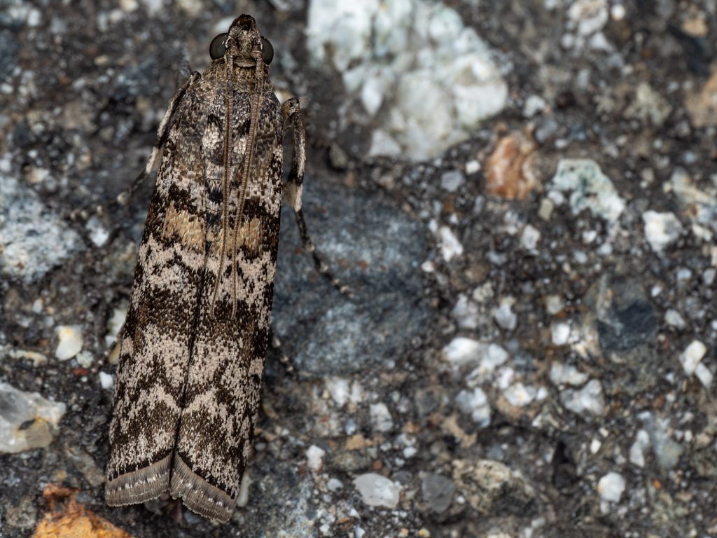Dioryctria abietella (Denis & Schiffermüller, 1775) photograph