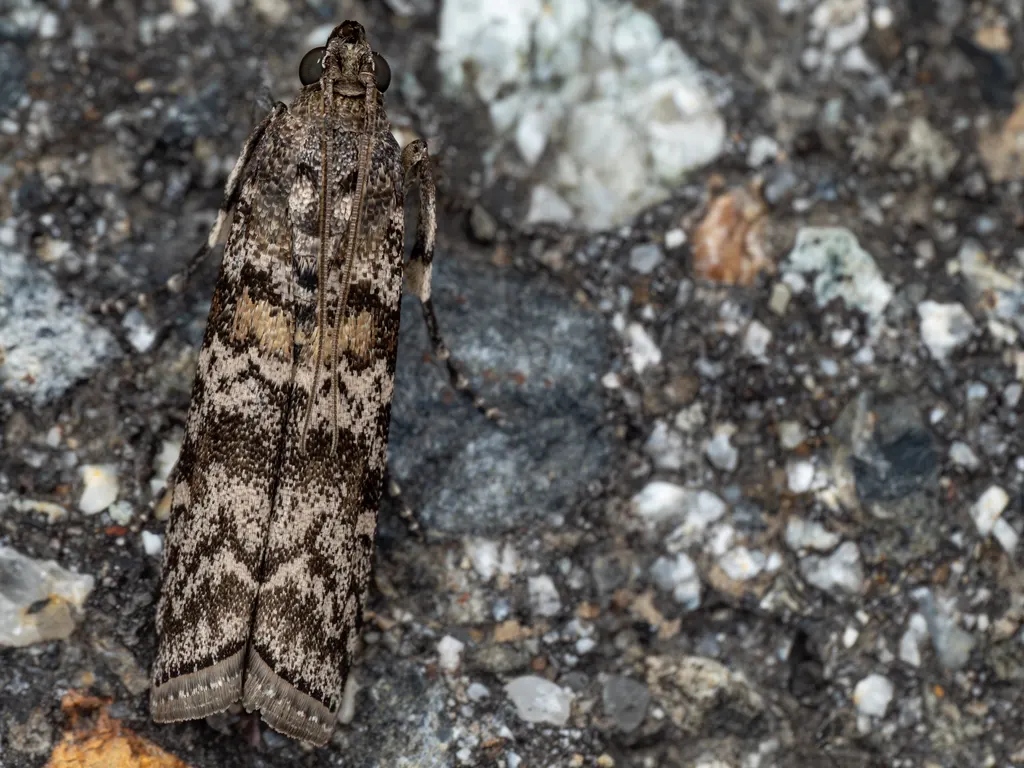 Dioryctria abietella (Denis & Schiffermüller, 1775) photograph