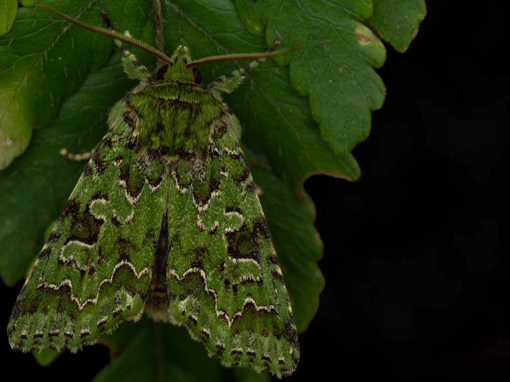 Diphtherocome autumnalis (Chang, 1991) photograph