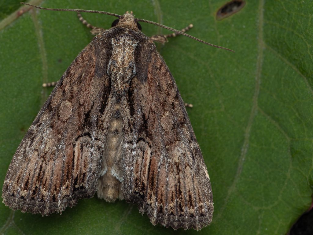 Dipterygina cupreotincta Sugi, 1954 photograph