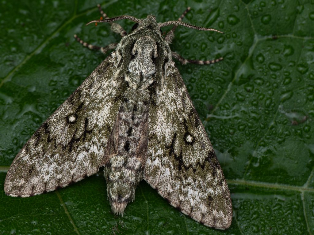 ヒメサザナミスズメ（Dolbina exacta Staudinger, 1892）の写真