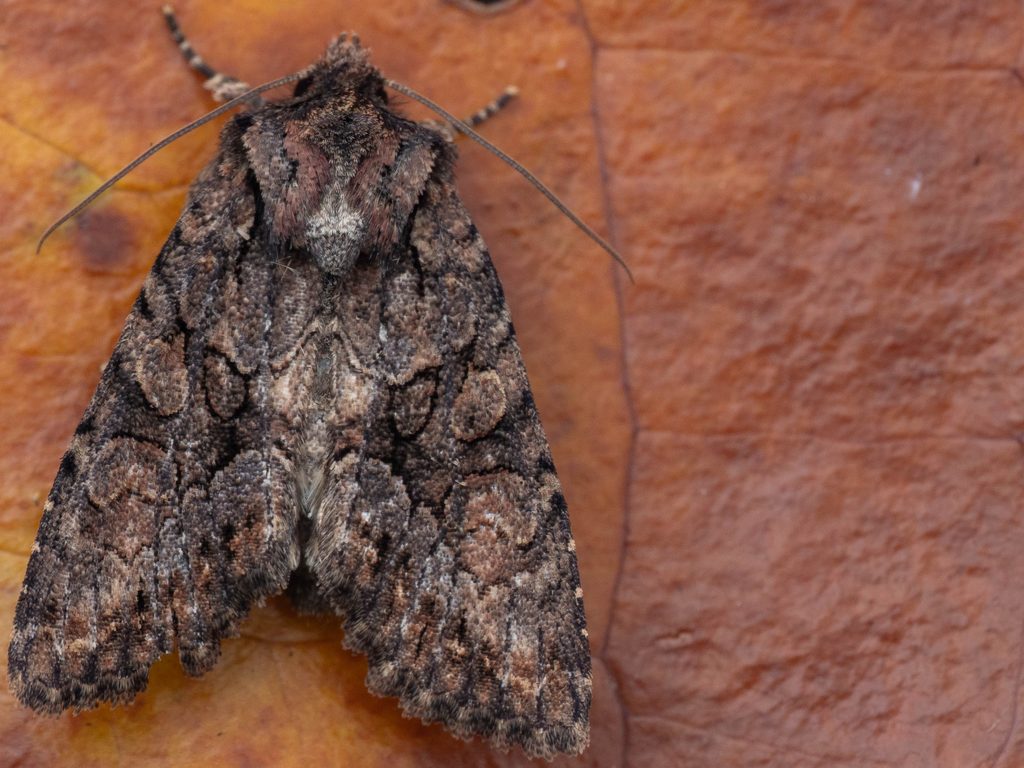 ホソバオビキリガ（Dryobotodes angusta Sugi, 1980）の写真