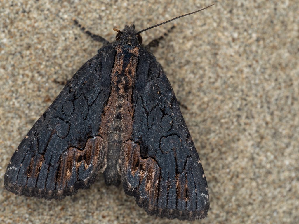 クロモクメヨトウ（Dypterygia caliginosa (Walker, 1858)）の写真