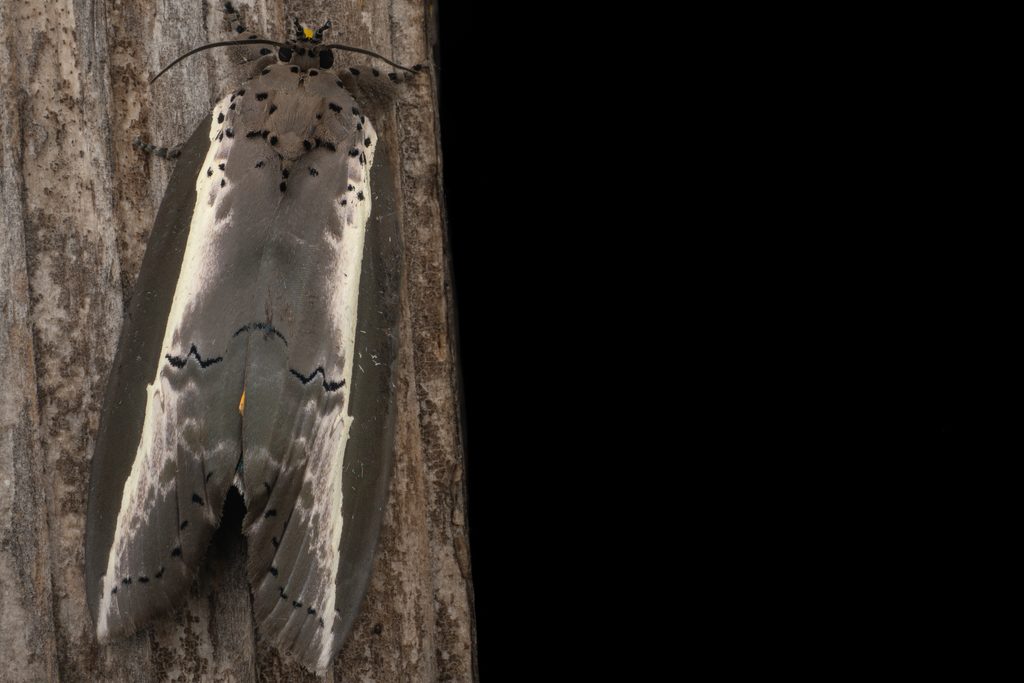 シンジュキノカワガ（Eligma narcissus (Cramer, 1775)）の写真