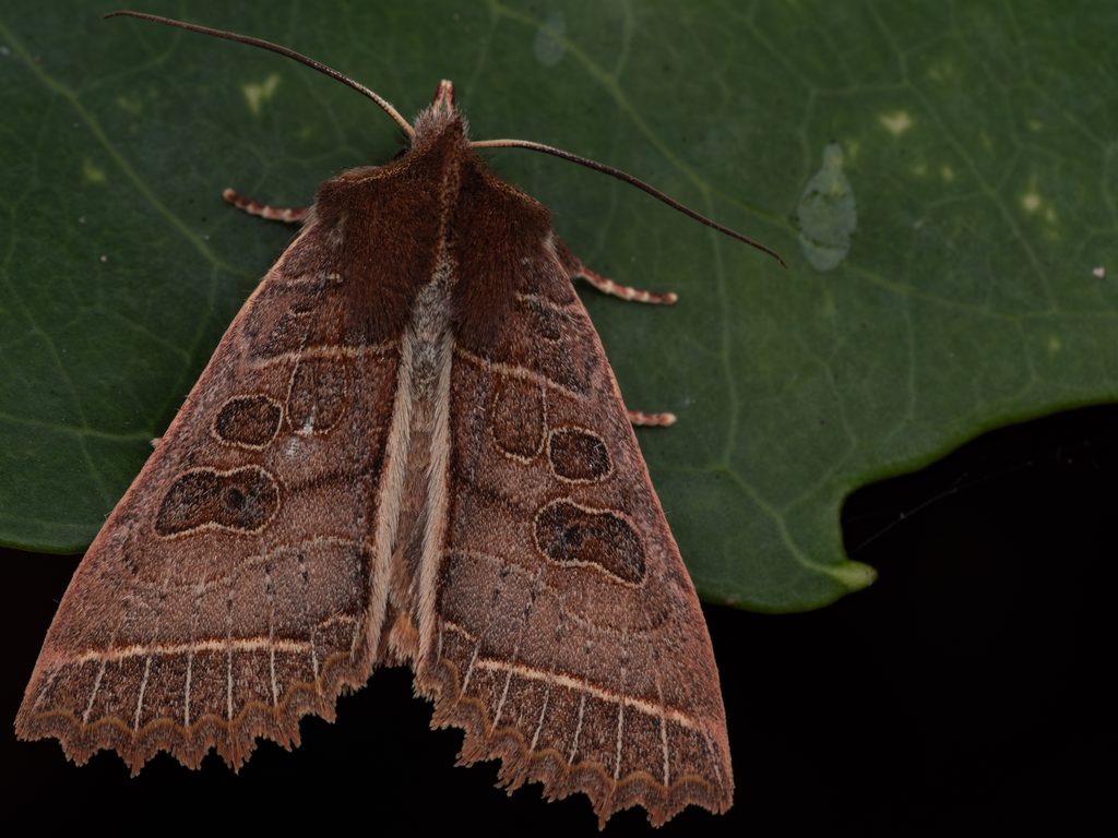 サヌキキリガ（Elwesia sugii Yoshimoto, 1994）の写真