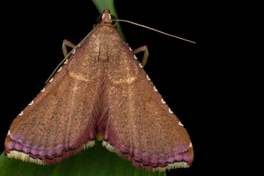 キベリトガリメイガ（Endotricha minialis (Fabricius, 1794)）の写真