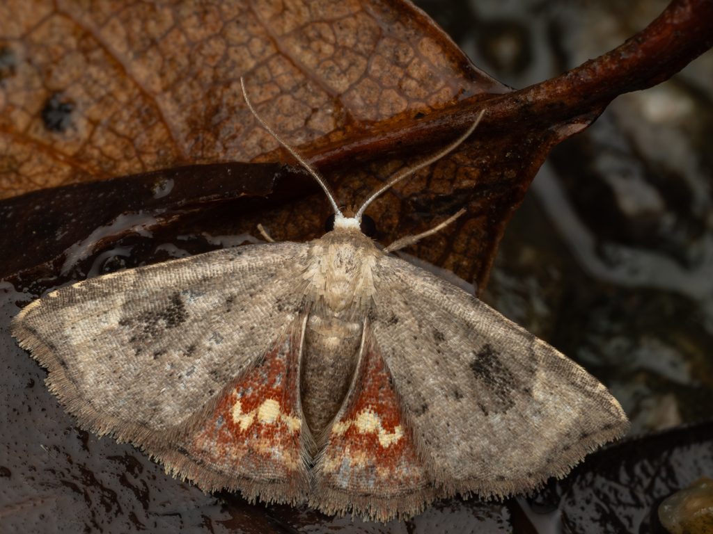 Enispa lutefascialis (Leech, 1889) photograph