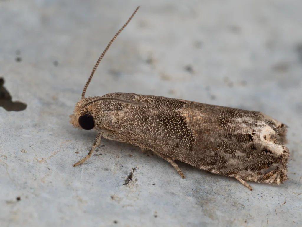 Epiblema strenuana (Walker, 1863) photograph