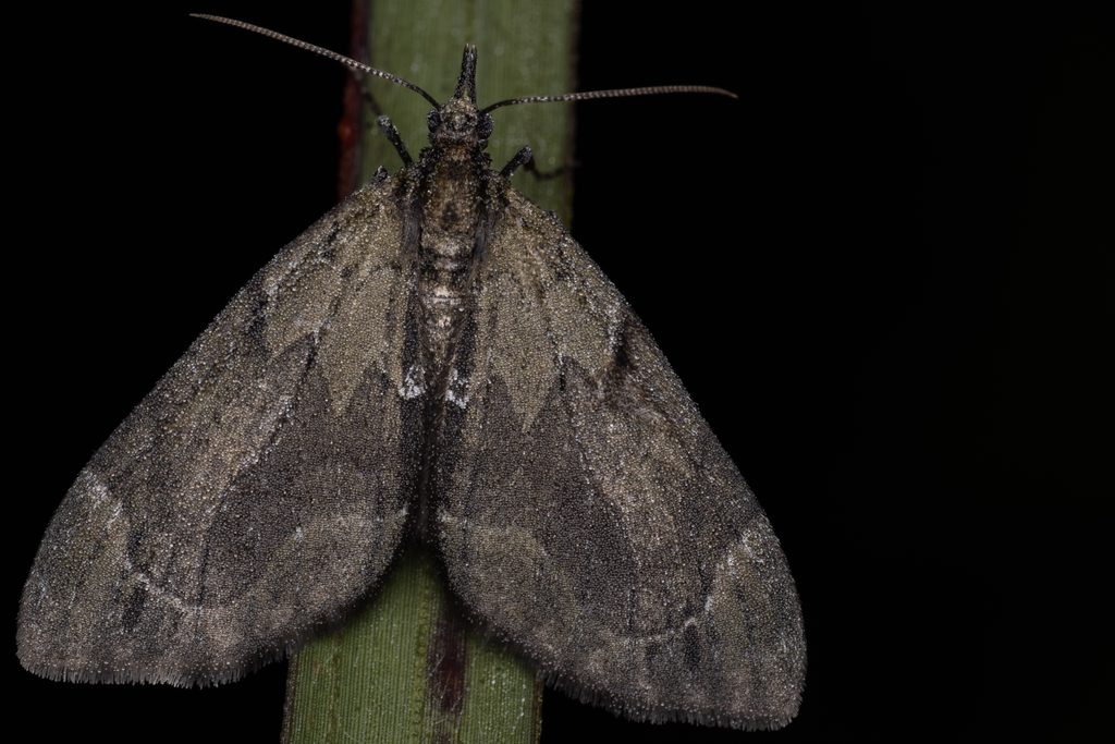 アトスジグロナミシャク（Epilobophora obscuraria (Leech, 1891)）の写真