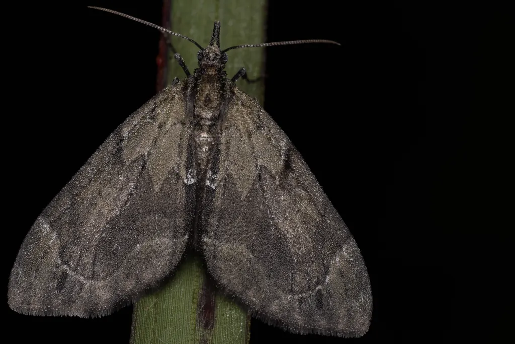 Epilobophora obscuraria (Leech, 1891) photograph