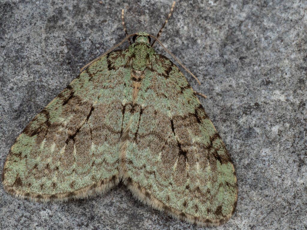 ミドリアキナミシャク（Epirrita viridipurpurescens (Prout, 1937)）の写真