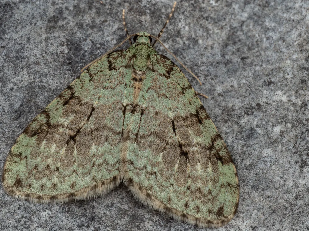 Epirrita viridipurpurescens (Prout, 1937) photograph