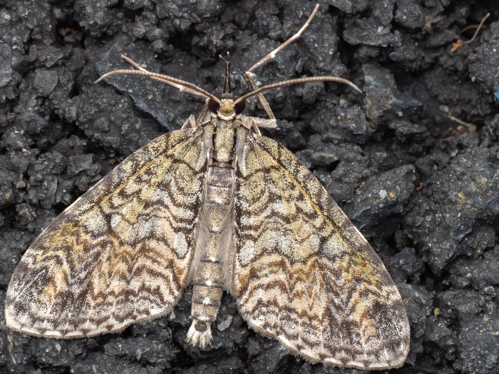 マダラヒゲブトナミシャク（Episteira eupena (Prout, 1936)）の写真