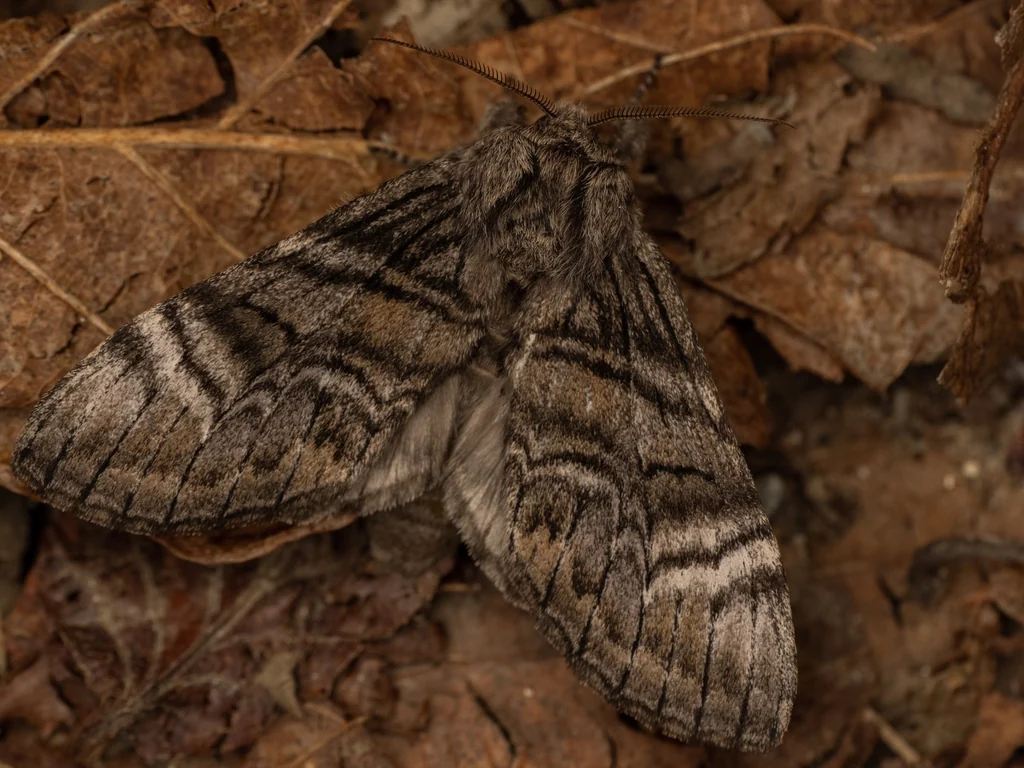 Epodonta lineata (Oberthür, 1880) photograph