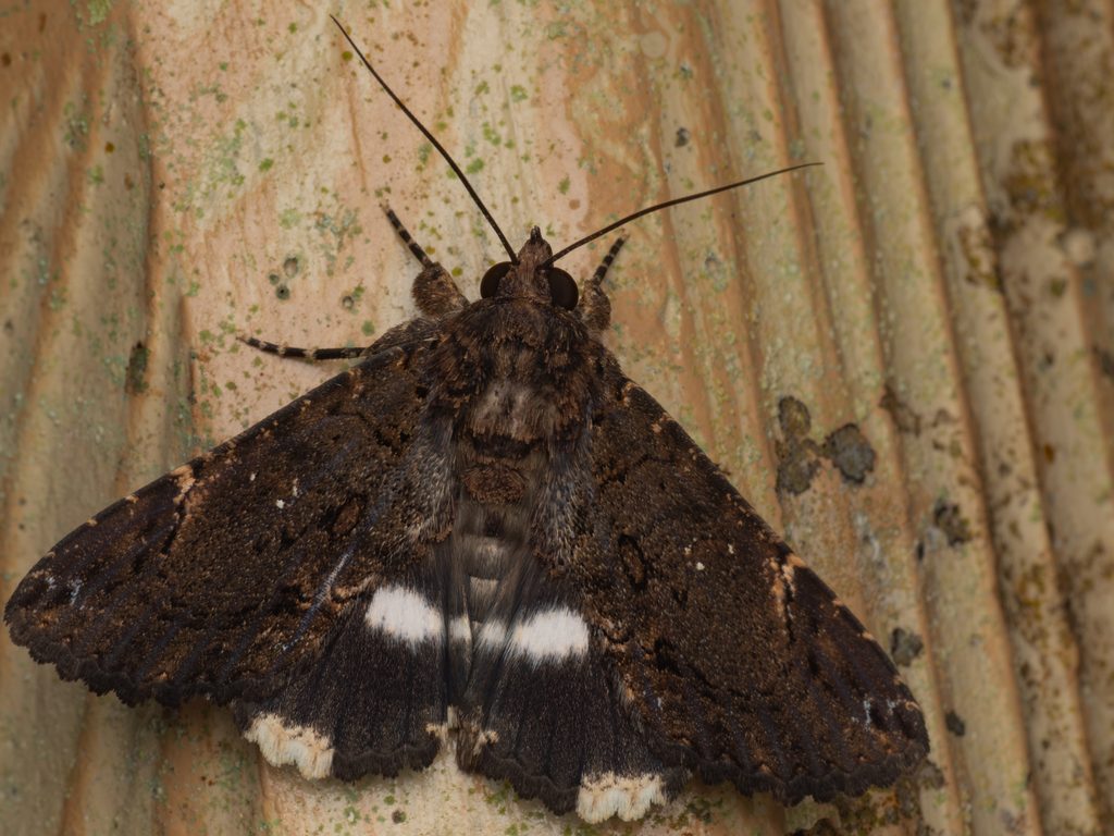 Ercheia dubia (Butler, 1874) photograph
