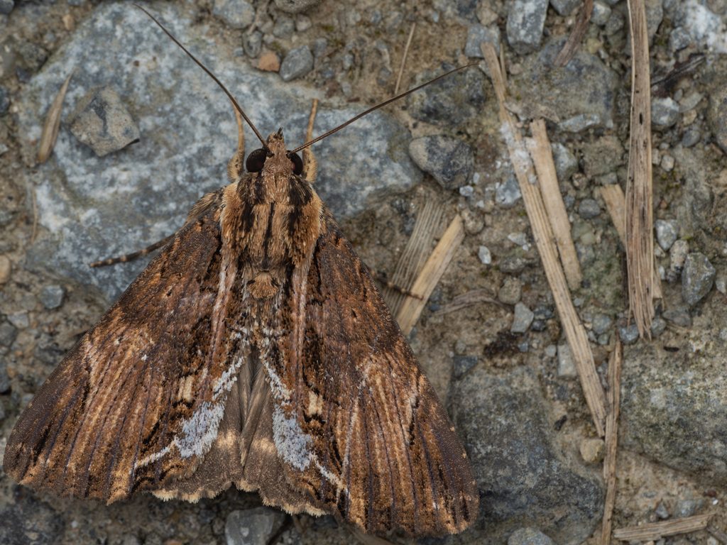 Ercheia umbrosa (Butler, 1881) photograph