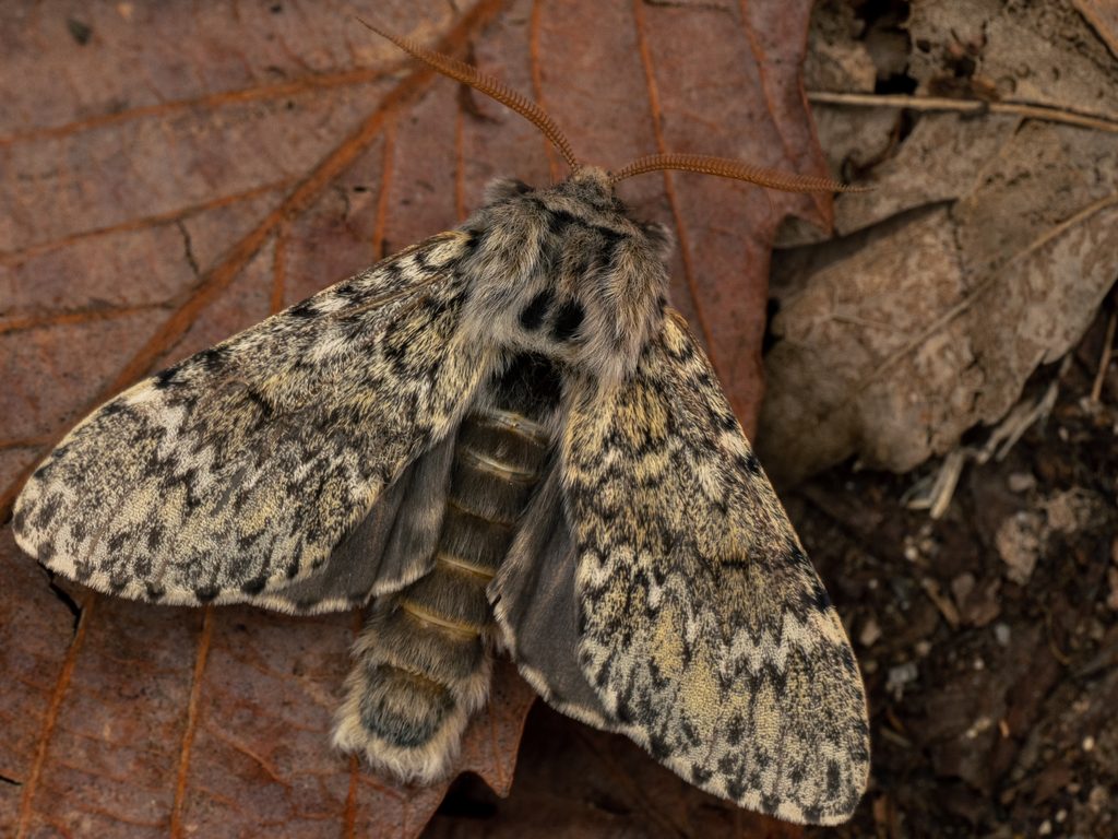 アマギシャチホコ（Eriodonta amagisana (Marumo, 1933)）の写真