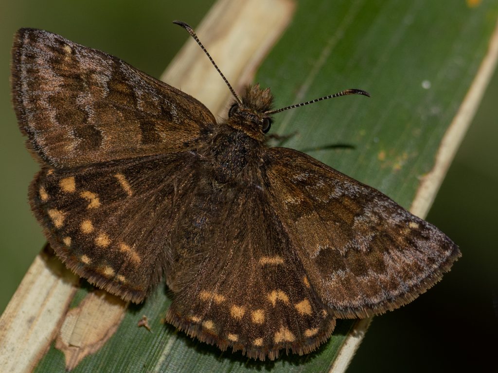 ミヤマセセリ（Erynnis montanus）の写真