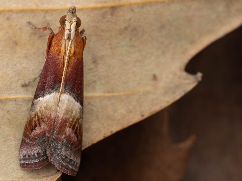ネアカマダラメイガ（Etielloides bipartitella (Leech, 1889)）の写真