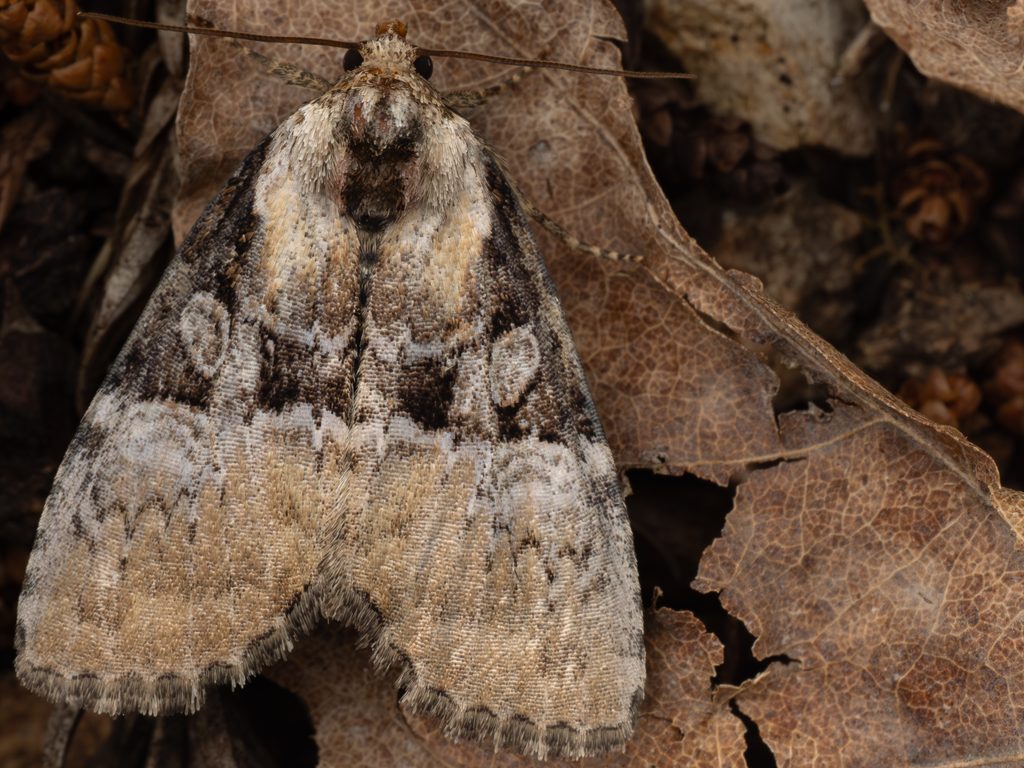 Eucarta fasciata (Butler, 1878) photograph