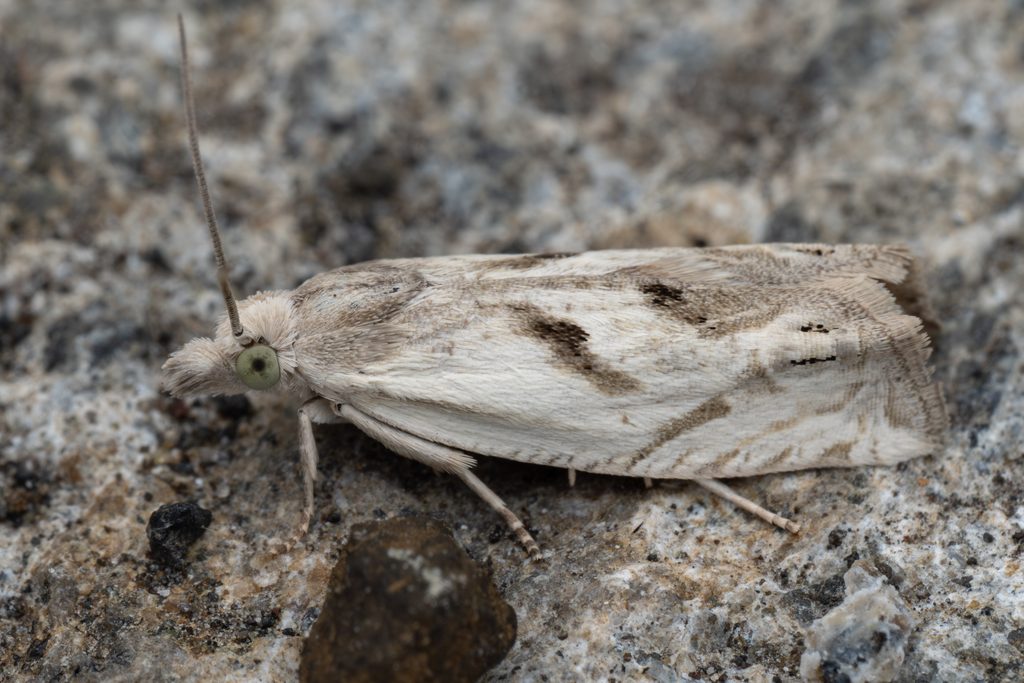トビモンシロヒメハマキ（Eucosma metzneriana (Treitschke, 1830)）の写真