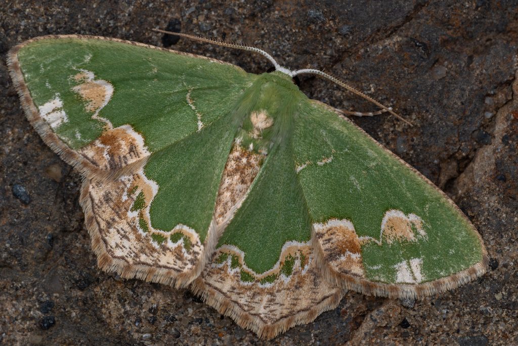 シロフアオシャク（Eucyclodes difficta (Walker, 1861)）の写真