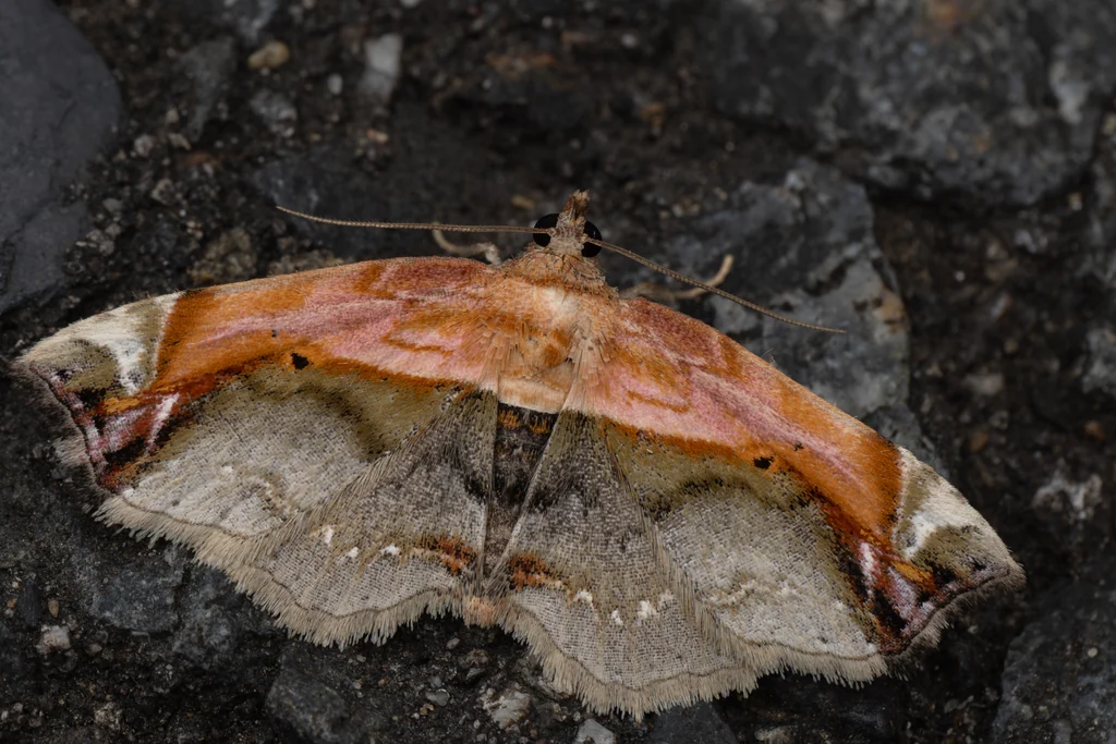 Eugnathia pulcherrima (Butler, 1879) photograph