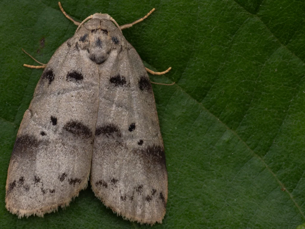 Eugoa grisea (Butler, 1877) photograph