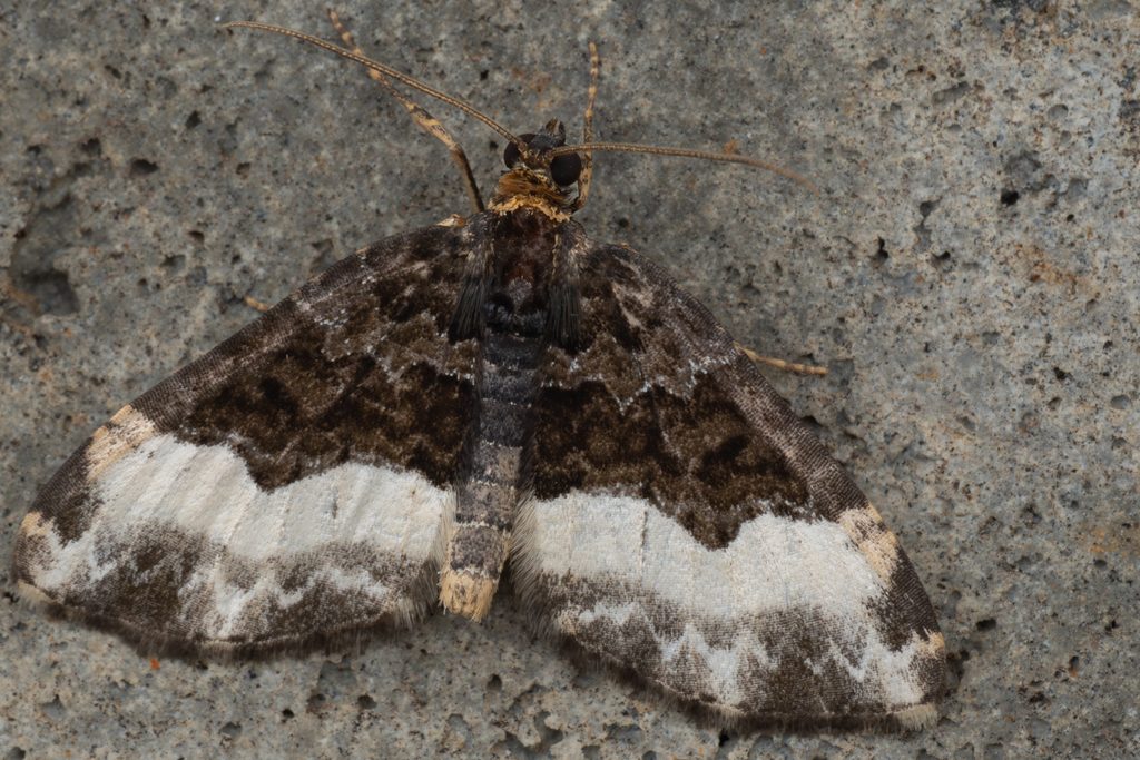 ハコベナミシャク（Euphyia cineraria (Butler, 1878)）の写真