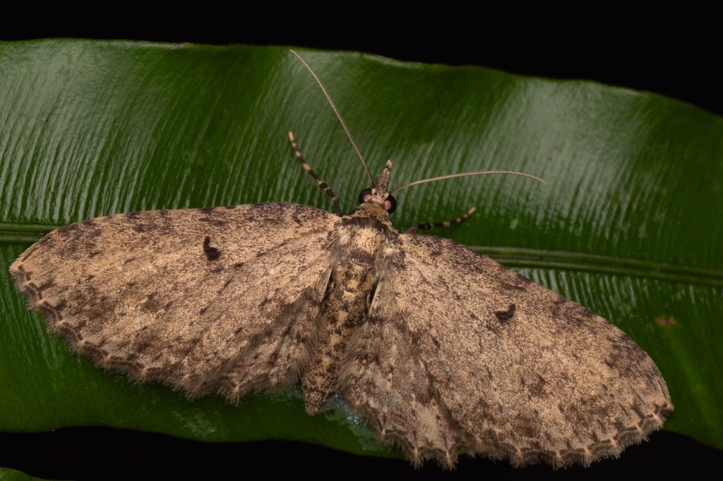 Eupithecia virgaureata Doubleday, 1861 photograph