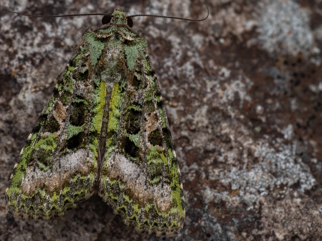 Euplexia angusta photograph