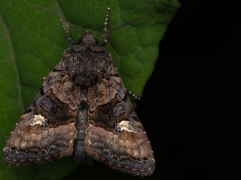 アカガネヨトウ（Euplexia lucipara (Linnaeus, 1758)）の写真