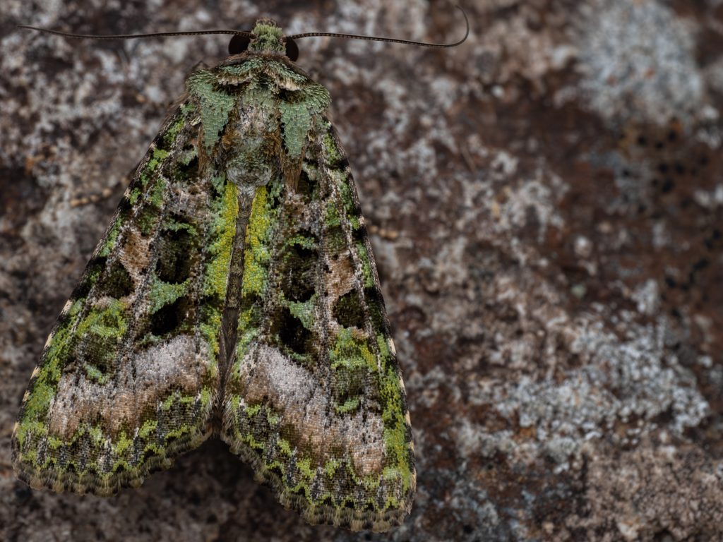 Euplexidia angusta Yoshimoto, 1987 photograph