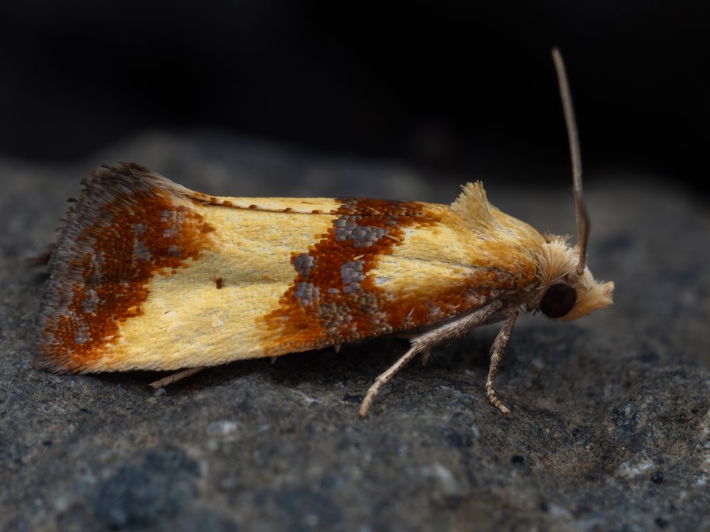 フタオビホソハマキ（Eupoecilia citrinana Razowski, 1960）の写真