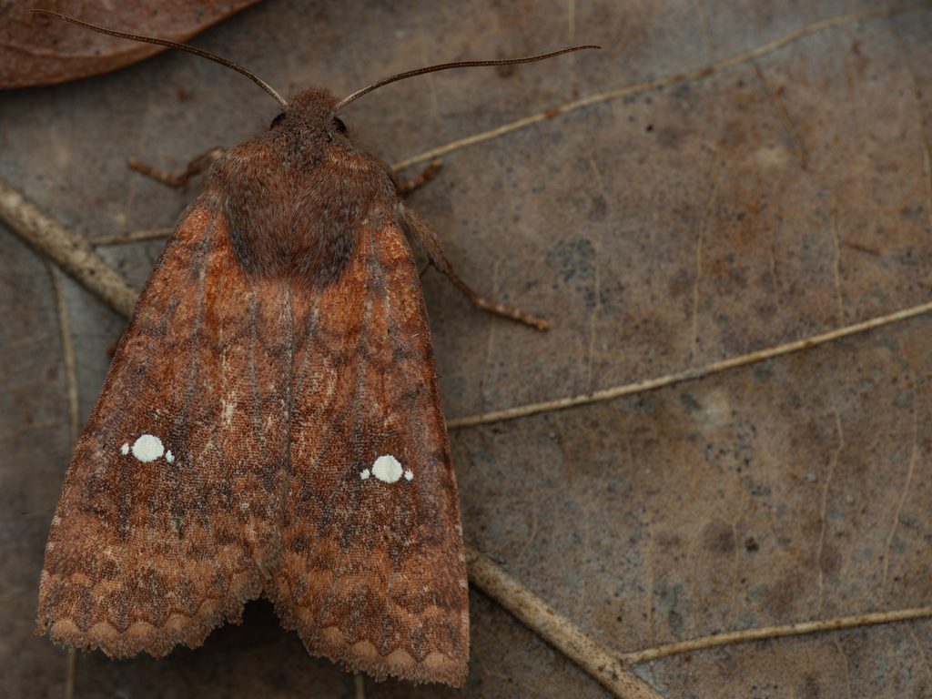 カバイロミツボシキリガ（Eupsilia boursini Sugi, 1958）の写真