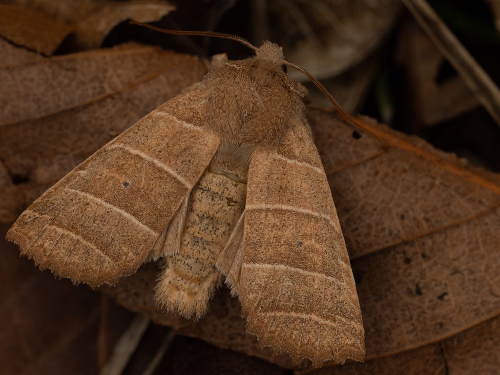 ヨスジキリガ（Eupsilia strigifera Butler, 1879）の写真