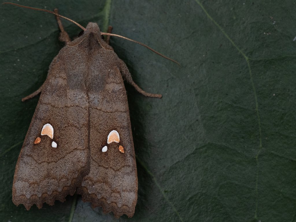 ミツボシキリガ（Eupsilia tripunctata Butler, 1878）の写真