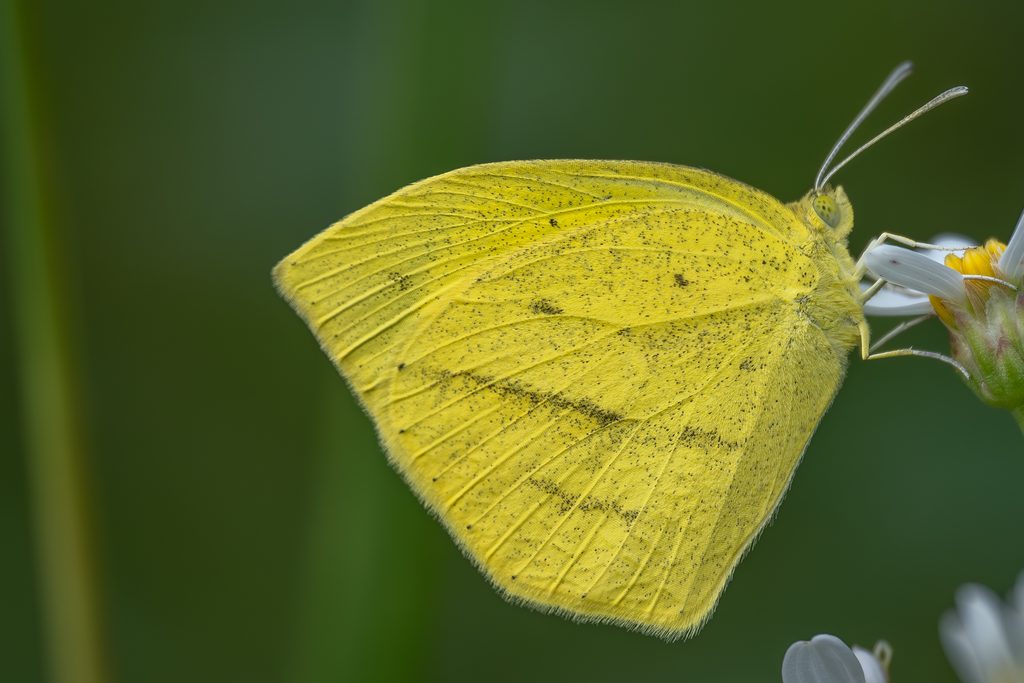 ツマグロキチョウ（Eurema laeta Boisduval, 1836）の写真