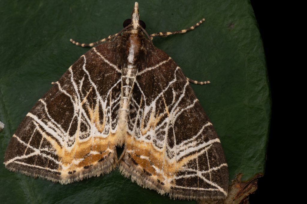 Evecliptopera illitata (Wileman, 1911) photograph