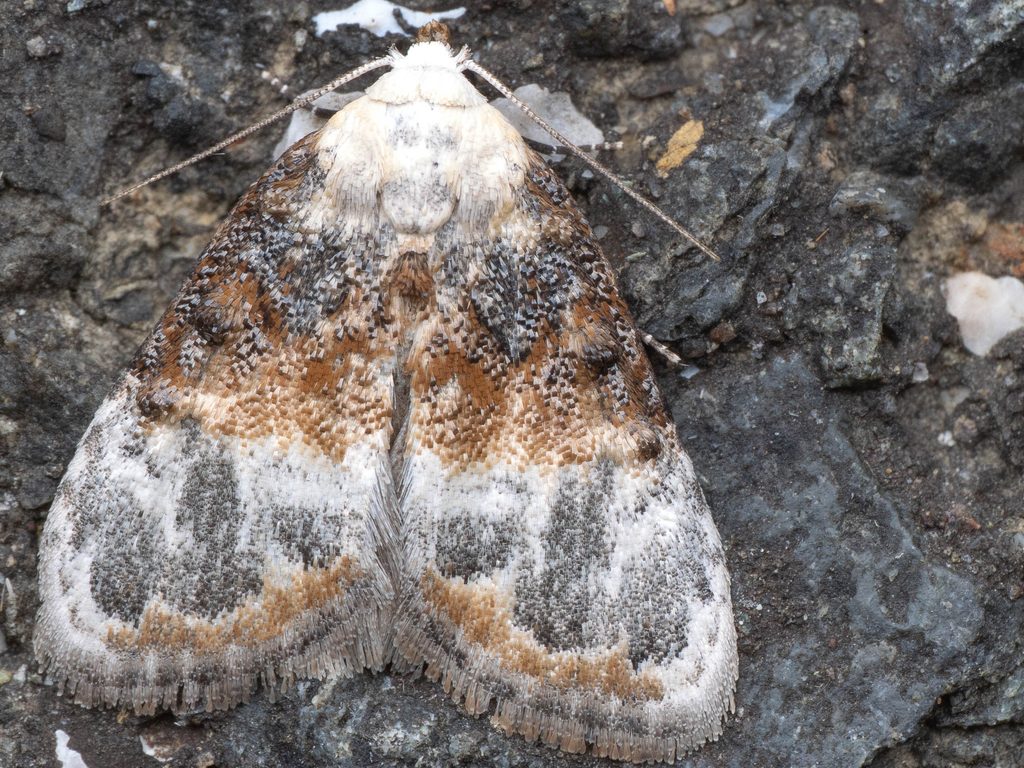 Evonima mandschuriana (Oberthür, 1880) photograph