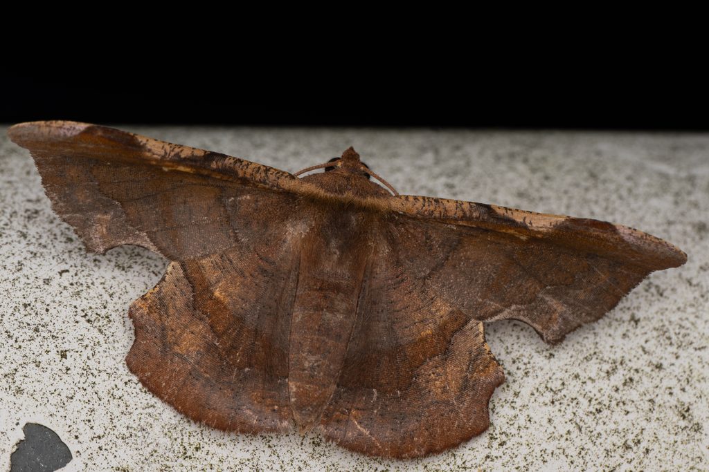 Fascellina chromataria Walker, 1860 photograph