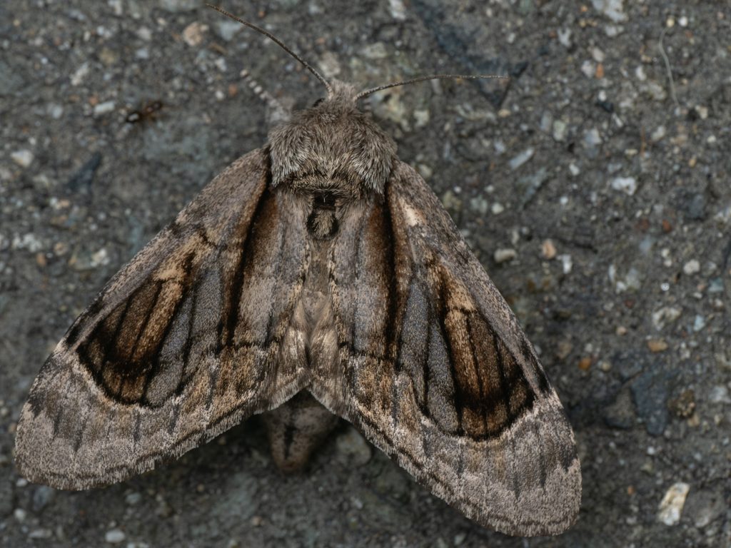 Fentonia ocypete (Bremer, 1861) photograph