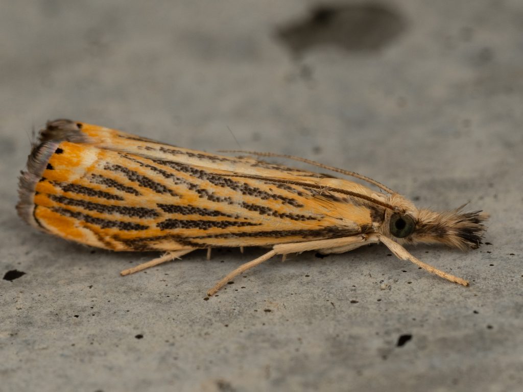 クロスジツトガ（Flavocrambus striatellus (Leech, 1889)）の写真