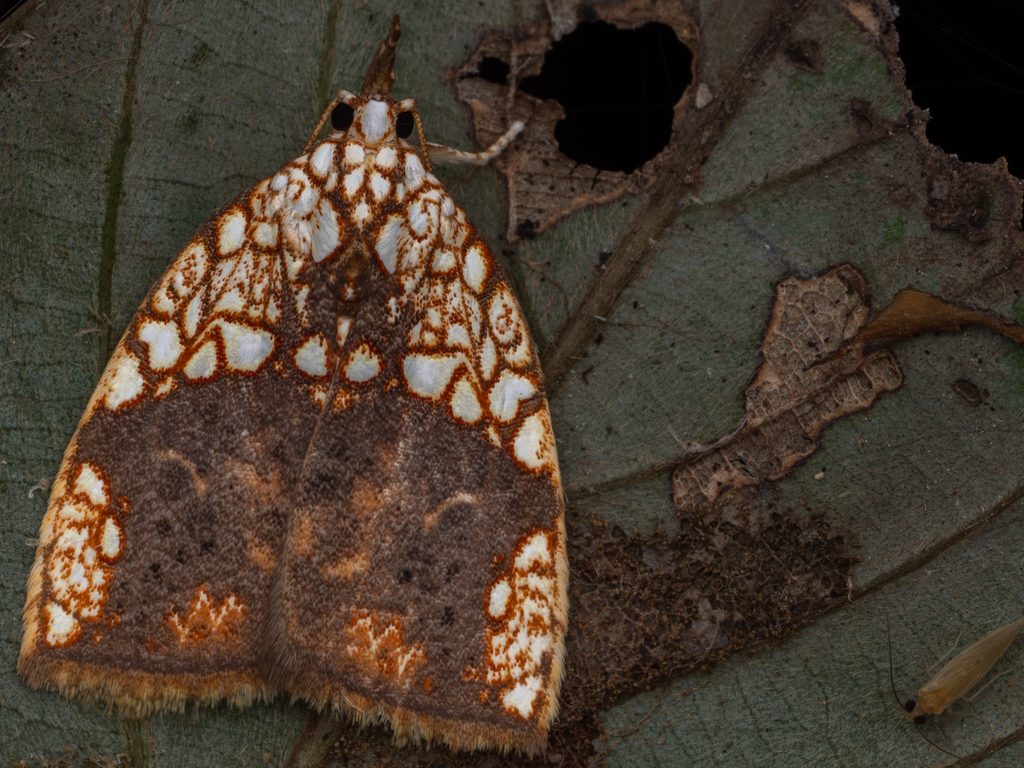 Gabala argentata Butler, 1878 photograph