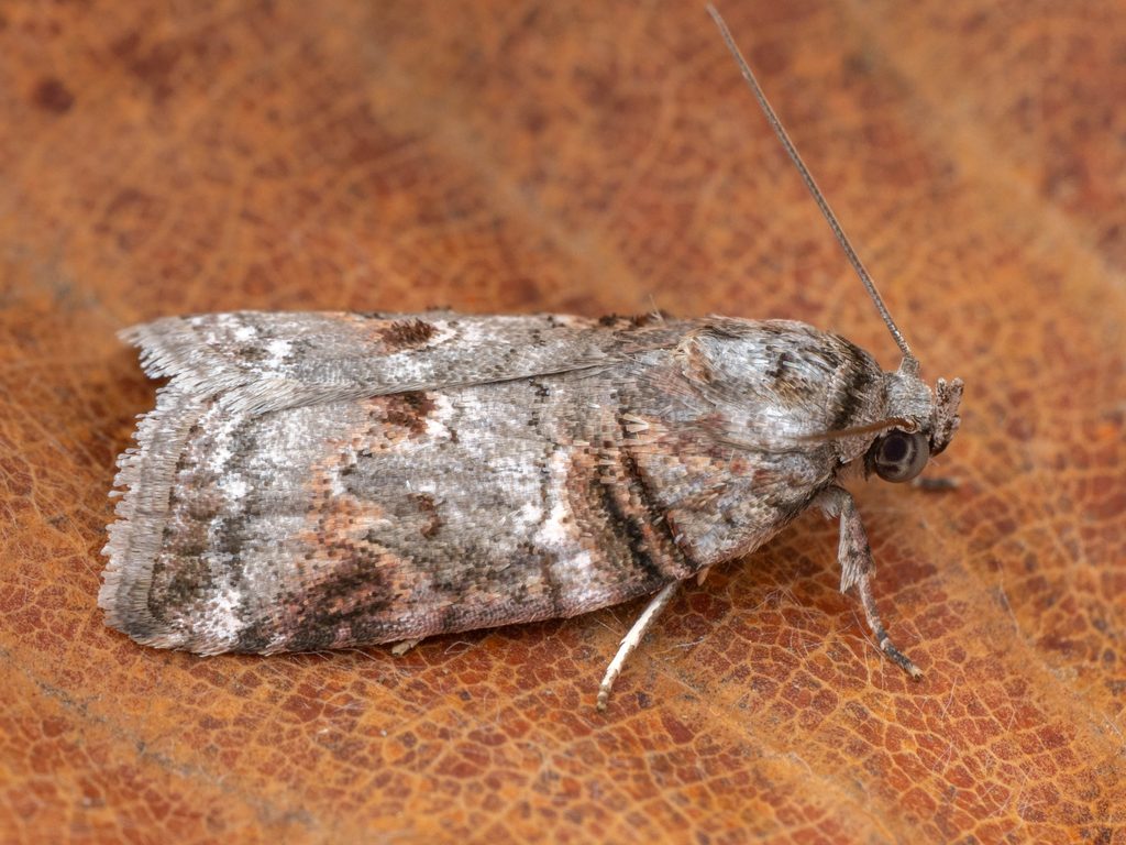 ネスジキノカワガ（Garella ruficirra (Hampson, 1905)）の写真