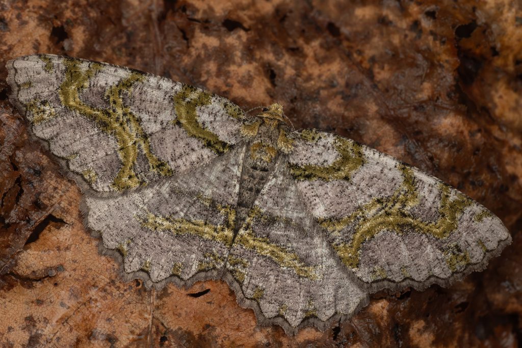 フタキスジエダシャク（Gigantalcis flavolinearia (Leech, 1891)）の写真
