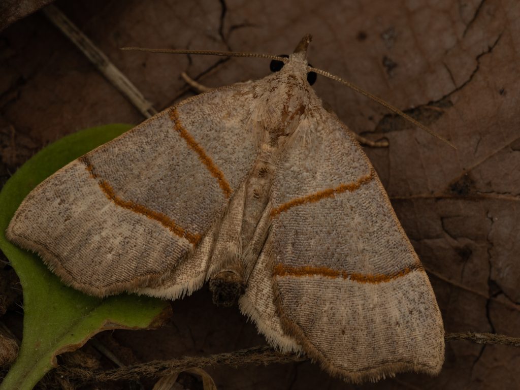 フタスジエグリアツバ（Gonepatica opalina (Butler, 1879)）の写真