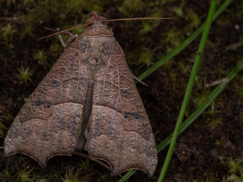 アカキリバ（Gonitis mesogona (Walker, 1858)）の写真