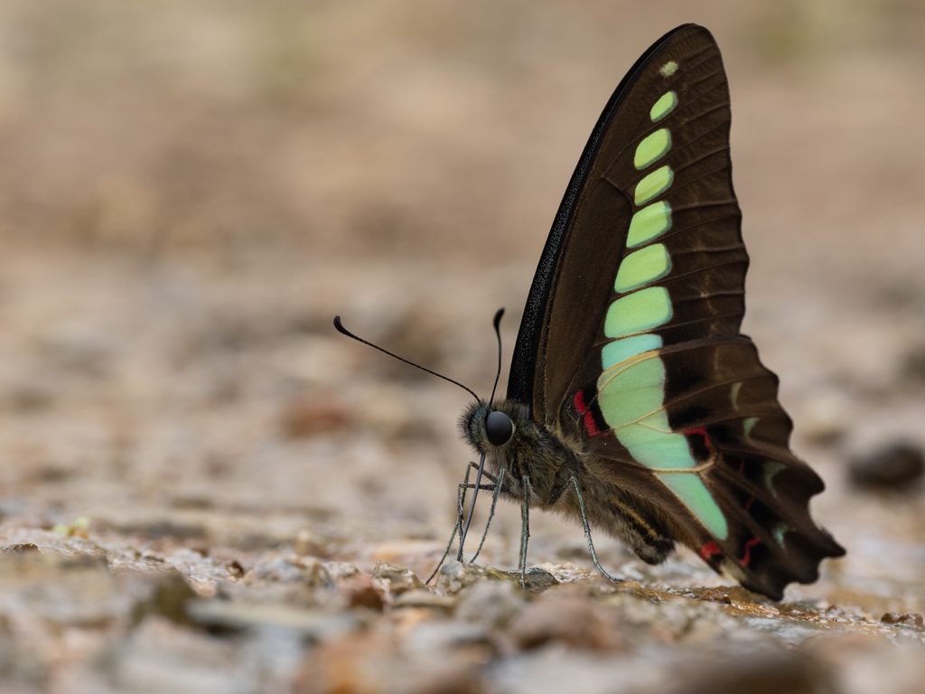 Graphium sarpedon Linnaeus, 1758 photograph