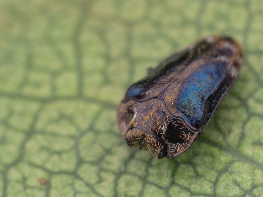 Habroloma (Parahabroloma) lewisii (E. Saunders, 1873) photograph
